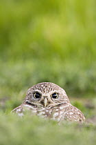 Burrowing Owl (Athene cunicularia) in burrow, Berkeley, California