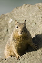 California Ground Squirrel (Spermophilus beecheyi), Berkeley, California