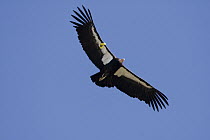 California Condor (Gymnogyps californianus) flying showing wing tags, Big Sur, California