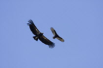 California Condor (Gymnogyps californianus) juvenile with wing tags and Turkey Vulture (Cathartes aura) flying, Big Sur, California