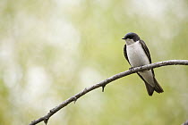 Tree Swallow (Tachycineta bicolor), Clear Lake State Park, California
