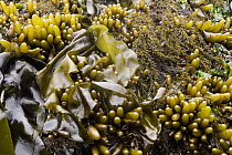 Brown Algae (Phaeostrophion irregulare), Seaweed (Laminariaceae), and Brown Algae (Analipus japonicus) covering intertidal rock, Santa Cruz, Monterey Bay, California