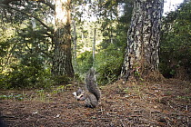 Western Gray Squirrel (Sciurus griseus) feeding on mushroom, Aptos, Monterey Bay, California