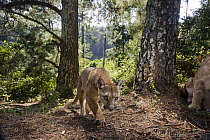 Mountain Lion (Puma concolor) female approaching with male sitting on far right, Aptos, Monterey Bay, California