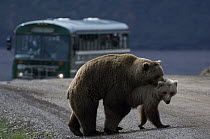 Grizzly Bear (Ursus arctos horribilis) pair mating in roadway, Alaska