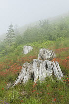 Wildflowers around tree stumps destroyed by eruption, Johnston Ridge, Mount St Helens Volcanic National Monument, Washington