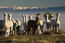 Alpaca (Lama pacos) alert group, Southern Alps behind, Christchurch, New Zealand