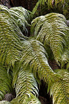 Kiokio (Blechnum novae-zelandiae) covered in frost, Okarito, Westland National Park, west coast, New Zealand