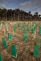 Native plant seedlings in protective plastic shields for reclamation of native forest, Punakaiki, west coast, New Zealand