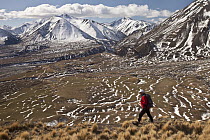Hiker descends hill of Tussock Grass (Poa flabellata) above Lake Heron Station, Canterbury, New Zealand