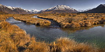 Tussock grass (Poa flabellata) and Rangitata River looking towards Erewhon Station and Mt D'Archiac, near Mt Potts Station, Canterbury, New Zealand