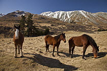Domestic Horse (Equus caballus) trio, Erewhon Station, Rangitata River Valley, Canterbury, New Zealand