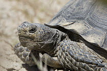 Desert Tortoise (Gopherus agassizii) male, Rainbow Basin Natural Area, Mojave Desert, Barstow, San Bernadino County, California