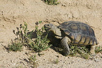 Desert Tortoise (Gopherus agassizii) young female forages west of Harper Dry Lake, Mojave Desert, California