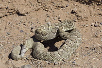 Mojave Rattlesnake (Crotalus scutulatus) showing rattle, Rainbow Basin natural Area, Mojave Desert, California