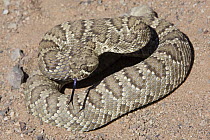 Mojave Rattlesnake (Crotalus scutulatus) with tongue extended, Rainbow Basin natural Area, Mojave Desert, California