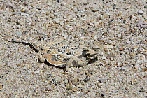 Desert Horned Lizard (Phrynosoma platyrhinos) camouflaged on sandy ground, Rainbow Basin Natural Area, Mojave Desert, California