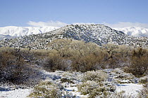 Scissor's Crossing, looking west to the Laguna Mountains with a dusting of snow, Anza-Borrego Desert State Park, California