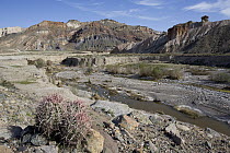 Barrel Cactus (Ferocactus sp) and Amargosa River, near China Ranch, Amargosa Desert, California