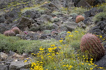 Brittlebush (Encelia farinosa) and Barrel Cactus (Ferocactus sp), Emigrant Pass, Nopah Range Wilderness, Amargosa Desert, California
