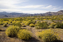 Brittlebush (Encelia farinosa), Jubilee Pass, Black Mountains, Amargosa Desert, California