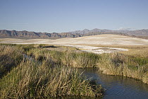 Natural hot springs at Tecopa, Amargosa Desert, California