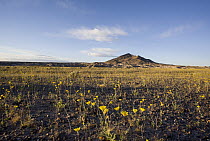 Desert Sunflower (Geraea canescens), Tecopa Mountain, Amargosa Desert, California