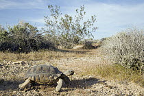 Desert Tortoise (Gopherus agassizii), west of Harper Dry Lake, Mojave Desert, California