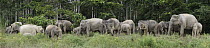 Asian Elephant (Elephas maximus) herd with adults and calves, Saba, Malaysia