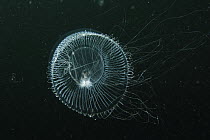 Crystal Jellyfish (Aequorea aequorea), Prince William Sound, Alaska