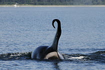 Orca (Orcinus orca) with flaccid dorsal fin, Prince William Sound, Alaska