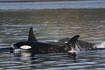 Orca (Orcinus orca) resident pod surfacing, Prince William Sound, Alaska