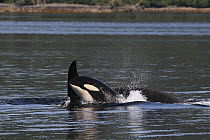 Orca (Orcinus orca) resident pod surfacing, Prince William Sound, Alaska