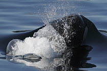 Orca (Orcinus orca) exhaling while surfacing which creates bubbles, Prince William Sound, Alaska