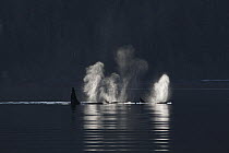 Orca (Orcinus orca) resident pod spouting, Prince William Sound, Alaska