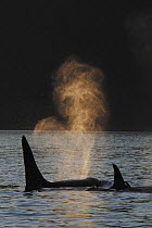 Orca (Orcinus orca) resident pod spouting, Prince William Sound, Alaska