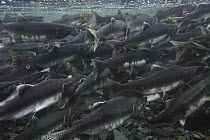 Pink Salmon (Oncorhynchus gorbuscha) spawning mass, Prince William Sound, Alaska