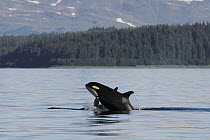 Orca (Orcinus orca) resident pod breaching, Prince William Sound, Alaska