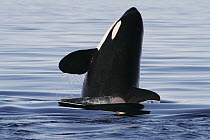 Orca (Orcinus orca) resident whale breaching, Prince William Sound, Alaska
