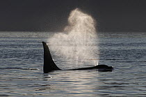 Orca (Orcinus orca) spouting, Prince William Sound, Alaska