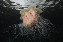 Lion's Mane (Cyanea capillata) jelly showing long tentacles, Prince William Sound, Alaska
