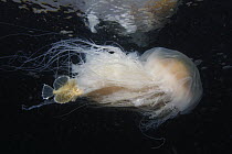 Lion's Mane (Cyanea capillata) jelly with Sculpin (Blepsias sp) which is seeking protection amid its tentacles, Prince William Sound, Alaska