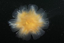 Lion's Mane (Cyanea capillata) jelly from overhead viewing the bell, Prince William Sound, Alaska