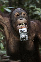 Orangutan (Pongo pygmaeus) with tourist's camera, Malaysia, Saba, Borneo