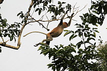 Proboscis Monkey (Nasalis larvatus) jumping from tree, Saba, Malaysia