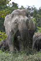 Asian Elephant (Elephas maximus) eating grass, Saba, Malaysia