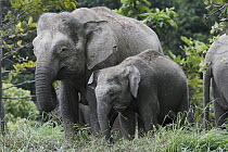 Asian Elephant (Elephas maximus) mother and young grazing, Saba, Malaysia