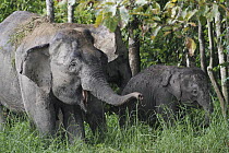 Asian Elephant (Elephas maximus) mother and baby, Saba, Malaysia