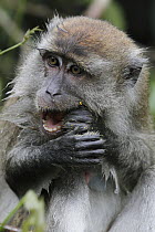 Long-tailed Macaque (Macaca fascicularis) eating seeds, Saba, Malaysia