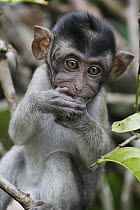 Long-tailed Macaque (Macaca fascicularis) baby, Saba, Malaysia